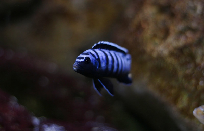 Chindongo sp. 'elongatus ornatus' Likoma Island
